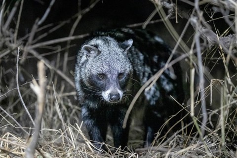 African civet (Civettictis civetta) at night, Kruger National Park, South Africa