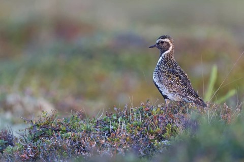 European Golden Plover (Pluvialis apricaria), Iceland