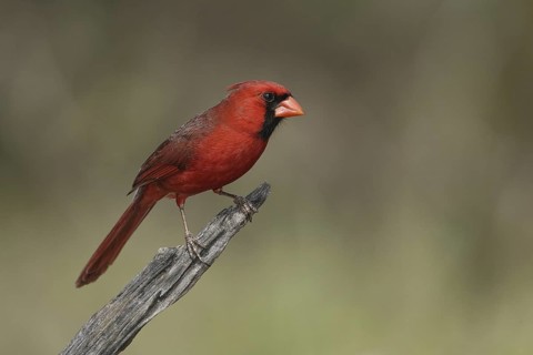 Northern Cardinal (Cardinalis cardinalis), Texas, USA