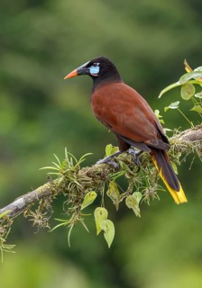 Montezuma-Oropendola (Psarocolius montezuma) at Laguna Lagarto Lodge near Boca Tapada, Costa Rica