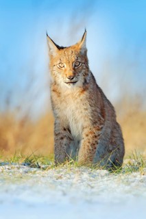Portrait of Eurasian Lynx, wild cat on the meadow. Wildlife scene from nature. Cute big cat hidden