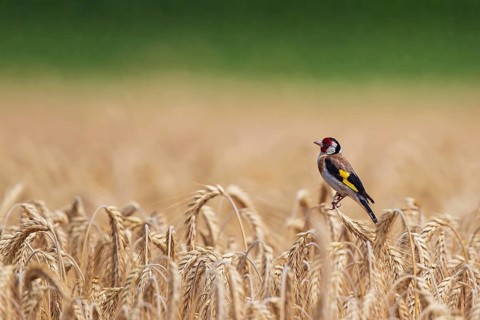 European Goldfinch (Carduelis carduelis) in a cornfield, Baden-Wuerttemberg, Germany