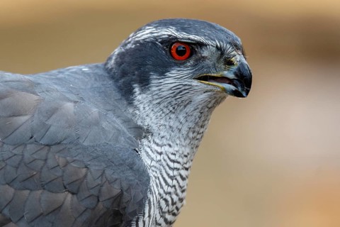 Northern Goshawk (Accipiter gentilis), adult male, Castile and Leon, Spain