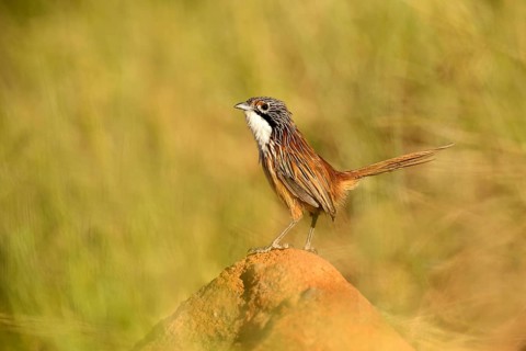 Carpentarian Grasswren (Amytornis dorotheae), Queensland, Australia