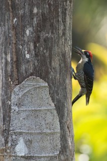 Pileated Woodpecker (Melanerpes pughirani), Costa Rica