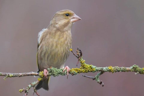 European Greenfinch (Chloris chloris) female perched on a branch, Lower Saxony, Germany