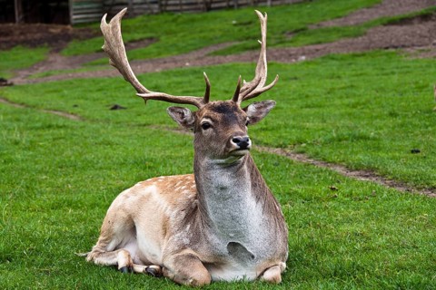 Fallow deer (Dama dama) bull in captivity, Poland