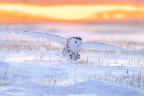 Snowy owl, polar owl, Arctic owl, white owl (Bubo scandiacus) adult female in flight landing on