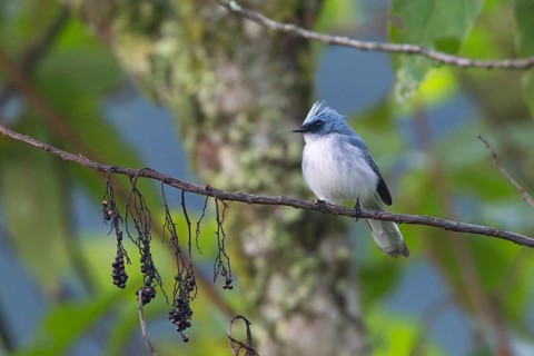 White-tailed Blue Flycatcher (Elminia albicauda) perched on a branch, Uganda