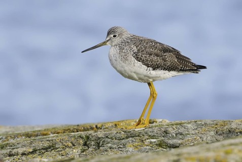 Greater Yellowlegs (Tringa melanoleuca), British Columbia, Canada