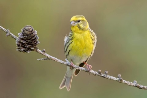 European Serin (Serinus serinus) male, Liechtenstein