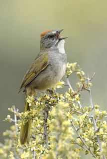 Green-tailed Towhee (Pipilo chlorurus) singing, Oregon, USA