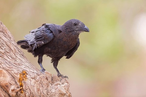 Borstenrabe, Fan-tailed Raven, Corvus rhipidurus, Corbeau à queue courte, Cuervo Hurraco