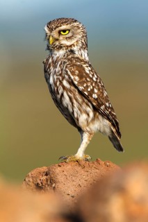 Little Owl (Athene noctua), Castile-La Mancha, Spain