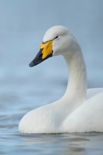 Whooper swan (Cygnus cygnus) adult bird on a lake, England, United Kingdom