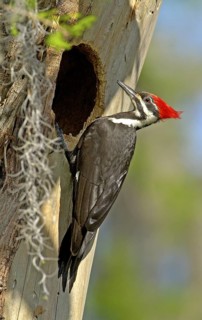 Pileated Woodpecker (Dryocopus pileatus), Texas, USA