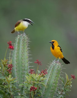 Great Kiskadee & Altamira Oriole (Pitangus sulphuratus & Icterus gularis) perched on cacti, Texas,