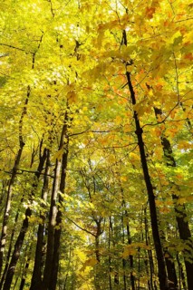 Looking up at tall silhouetted Acer - Maple trees with abundant backlighted yellow and light green