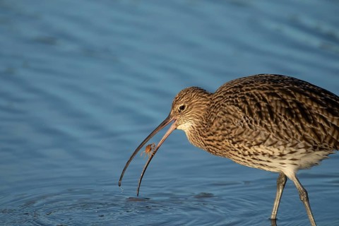 Eurasian curlew (Numenius arquata) adult wading bird with a crab for food in its beak, Norfolk,