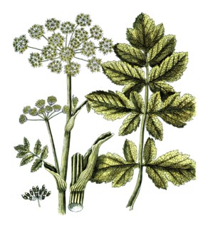 Pastinaca opopanax, gumroot, digital reproduction of a historical original, between 1790 and 1810