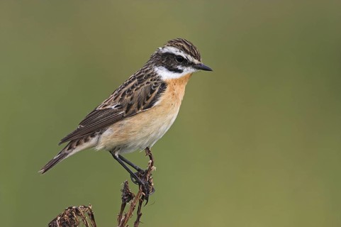 Whinchat (Saxicola rubetra) male, Lesvos, Greece