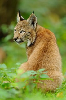 A young lynx sits in the green forest with an attentive posture and looks to the side, Eurasian