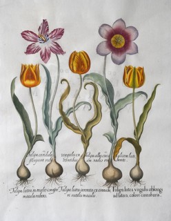 Yellow and red and white tulips (Tulipa), hand-coloured copperplate engraving by Basilius Besler,