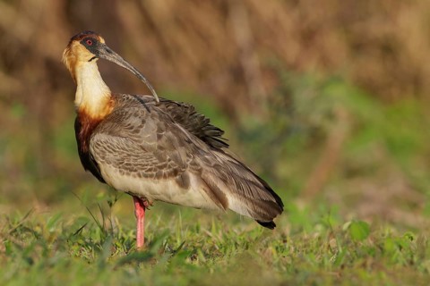 Buff-necked Ibis (Theristicus caudatus) feeding in a wetland area in the Pantanal region of Brazil