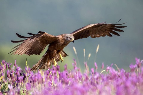 Black Kite (Milvus migrans) landing, Madrid, Spain