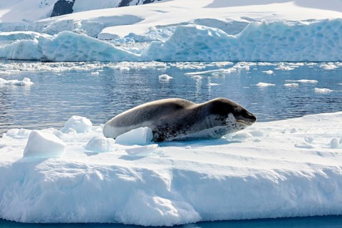 A sea lion lies on an ice floe surrounded by a calm Antarctic snowscape, leopard seal (Hydrurga