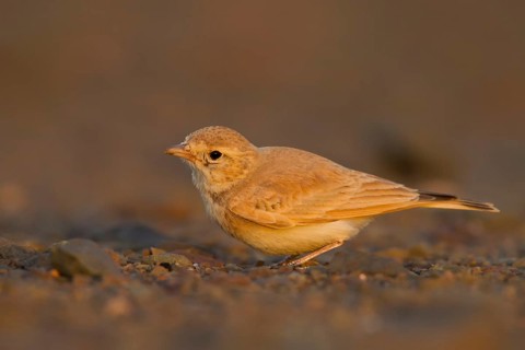 Bar-tailed Desert Lark - Sandlerche - Ammomanes cincturus, Marokko, adult