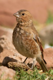 Eurasian Crimson-winged Finch (Rhodopechys sanguineus) male, Morocco