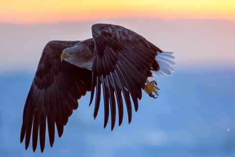 White-tailed Eagle (Haliaeetus albicilla) flying, Hokkaido, Japan