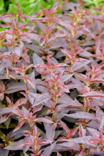 Bronze field fenugreek (Lysimachia ciliata 'Firecracker'),  Sweden