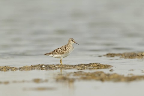 Little Stint (Calidris minuta), Kaeng Krachan, Thailand