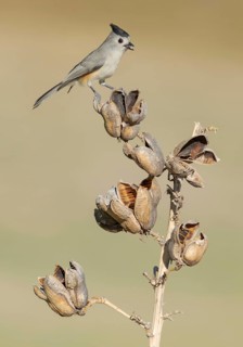 Black-crested Titmouse (Baeolophus atricristatus) perched on a branch, Texas, USA