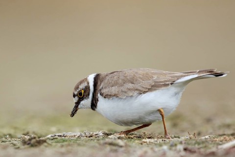 Little Ringed Plover (Charadrius dubius) female foraging, North Rhine-Westphalia, Germany