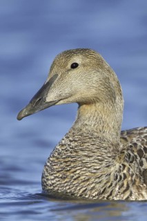 Common Eider (Somateria mollissima) female, Manitoba, Canada