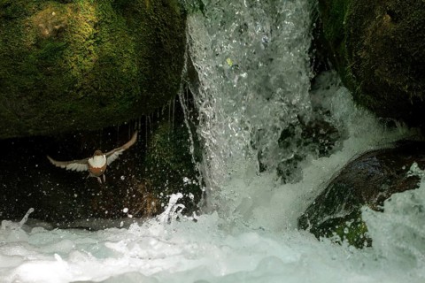 White-throated Dipper (Cinclus cinclus) flying at a waterfall, Andalusia, Spain