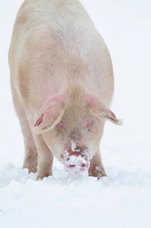 Domestic pig (Sus scrofa domesticus) adult farm animal on a snow covered field in winter, England,