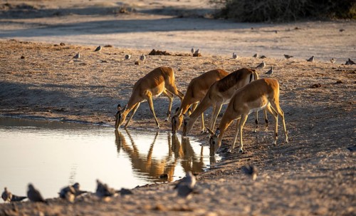 Impalas (Aepyceros melampus) drinking at a waterhole, in the evening light, Savuti, Chobe National