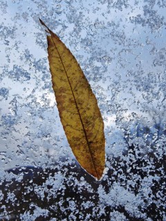 A translucent autumn leaf at the window with snow, autumn, Witten, Ruhr area, North