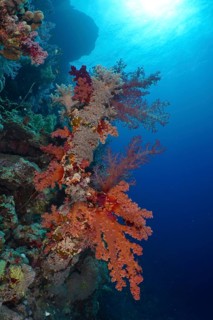 Klunzinger's tree coral (Dendronephthya klunzingeri)