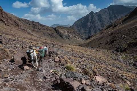 Mules on the trail to Toubkal, the highest mountain in North Africa