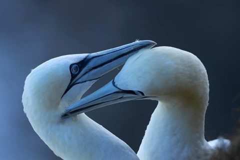 Northern gannet (Morus bassanus) two adult seabird birds preening each other during their love