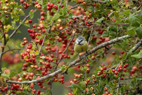 Blue tit (Cyanistes caeruleus) adult garden bird in a Hawthorn tree full of red berries in summer,