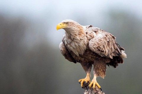 White-tailed Eagle (Haliaeetus albicilla) perched on stump, Romania