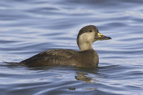 Black Scoter (Melanitta americana), British Columbia, Canada