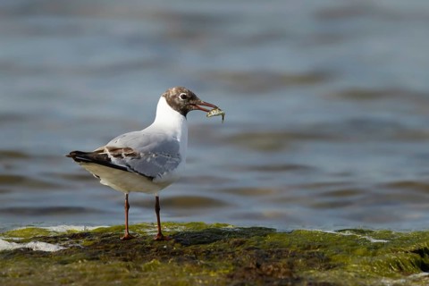 Black-headed Gull (Chroicocephalus ridibundus) with fish prey in its beak, Smaland, Sweden