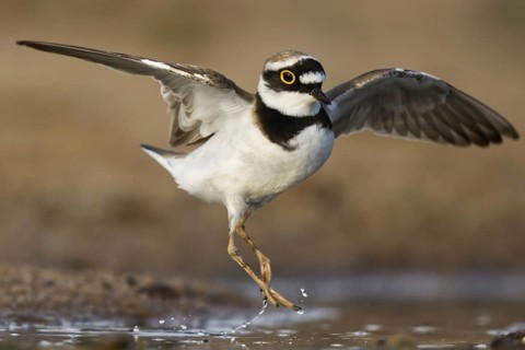 Little Ringed Plover (Charadrius dubius), North Rhine-Westphalia, Germany